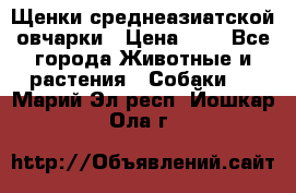 Щенки среднеазиатской овчарки › Цена ­ 1 - Все города Животные и растения » Собаки   . Марий Эл респ.,Йошкар-Ола г.